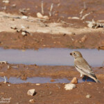 Roselin githagine (Maroc)