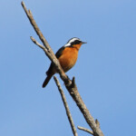 Rougequeue de Moussier (Maroc)