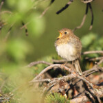 Rougegorge (Norvège)
