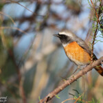 Rougequeue à front blanc (Camargue, 13)