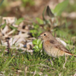 Rougequeue à front blanc (Port-Cros, 83)