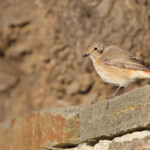 Rougequeue à front blanc (Port-Cros, 83)