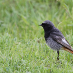 Rougequeue noir (Lozère)