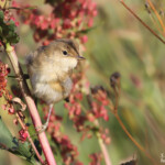 Rousserolle effarvatte (Arménie