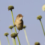 Rousserolle effarvatte (Arménie