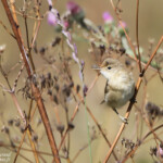 Rousserolle effarvatte (Arménie)