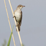 Rousserolle turdoïde (Arménie)