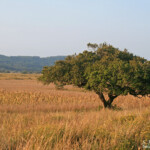 Sainte-Lucie