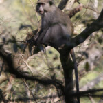Cercopithèque diadème (Sainte-Lucie)