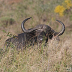 Buffle (Sainte-Lucie)