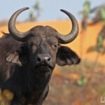 Buffle (Sainte-Lucie)