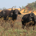 Buffle (Sainte-Lucie)