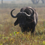 Buffle (Sainte-Lucie)