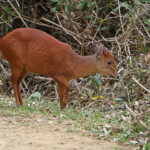 Céphalophe du Natal (Sainte-Lucie)