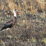 Cigogne épiscopale (Sainte-Lucie)