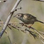 Cisticole des joncs (Sainte-Lucie)