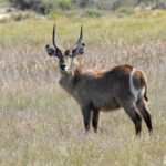 Cobe à croissant (Sainte-Lucie)