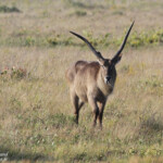 Cobe à croissant (Sainte-Lucie)