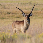 Cobe à croissant (Sainte-Lucie)