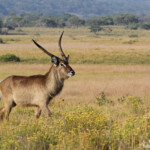Cobe à croissant (Sainte-Lucie)