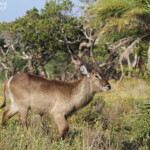 Cobe à croissant (Sainte-Lucie)