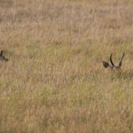 Cobe des roseaux (Sainte-Lucie)