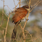 Coucal de Burchell - Burchell's Coucal (Sainte-Lucie)