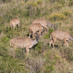 Grand Koudou (Sainte-Lucie)