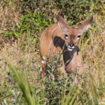Grand Koudou (Sainte-Lucie)