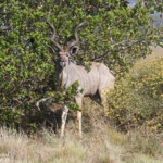 Grand Koudou (Sainte-Lucie)