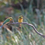 Guêpier nain (Sainte-Lucie)