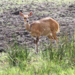 Guib harnaché (Sainte-Lucie)