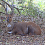 Guib harnaché (Sainte-Lucie)