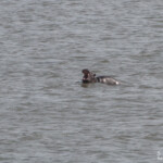 Hippopotame (Sainte-Lucie)