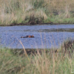 Hippopotame (Sainte-Lucie)