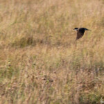 Hirondelle à collier - Banded Martin (Sainte-Lucie)