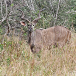 Grand Koudou (Sainte-Lucie)