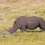 Rhinocéros blanc (Sainte-Lucie)