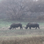 Rhinocéros blanc (Sainte-Lucie)