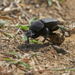 Scarabée (Sainte-Lucie)