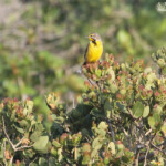 Sentinelle à gorge jaune - Yellow-throated Longclaw (Sainte-Lucie)