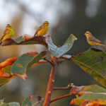 Serin du Mozambique - Yellow-fronted canary (Sainte-Lucie)
