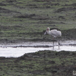 Spatule africaine (Sainte-Lucie)
