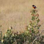 Tarier africain (Sainte-Lucie)