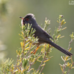 Fauvette pitchou, Sainte-Victoire