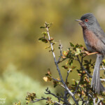 Fauvette pitchou, Sainte-Victoire fauvette pitchou