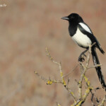 Pie bavarde, Salins d'Hyères