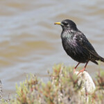 Étourneau sansonnet, Salins d'Hyères