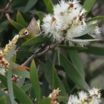 Zostérops à dos gris, Konetiwaka, Nouvelle-Calédonie