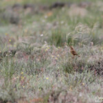 Sirli de Dupont (Belchite, 13)